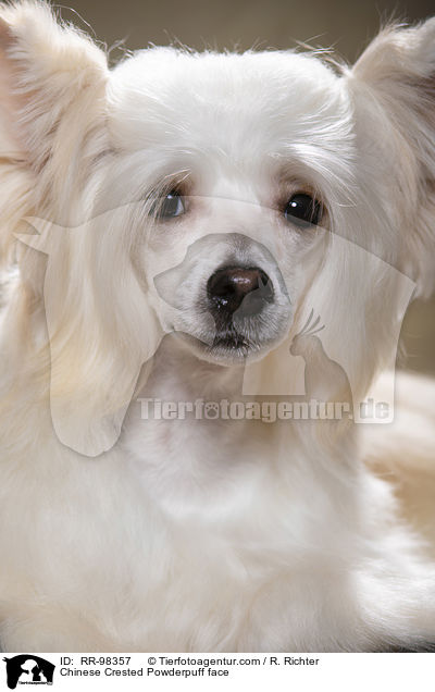 Chinese Crested Powderpuff face / RR-98357