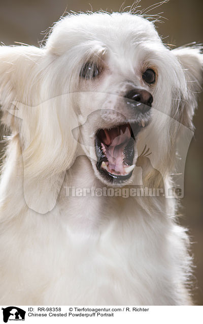 Chinese Crested Powderpuff Portrait / RR-98358