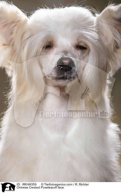 Chinese Crested Powderpuff face / RR-98359