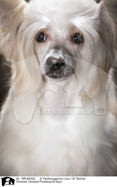 Chinese Crested Powderpuff face / RR-98362