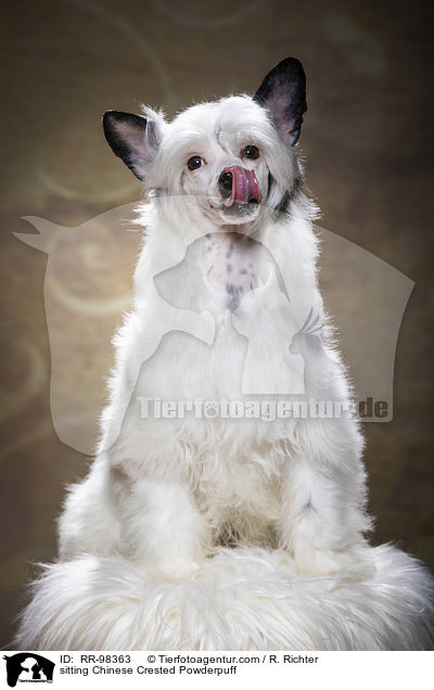 sitting Chinese Crested Powderpuff / RR-98363