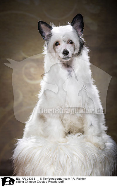 sitting Chinese Crested Powderpuff / RR-98368