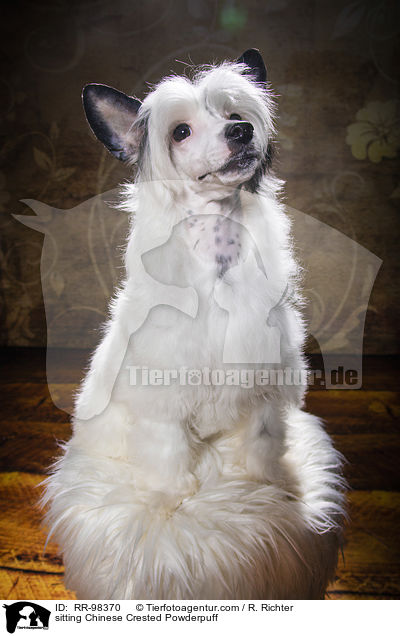 sitting Chinese Crested Powderpuff / RR-98370