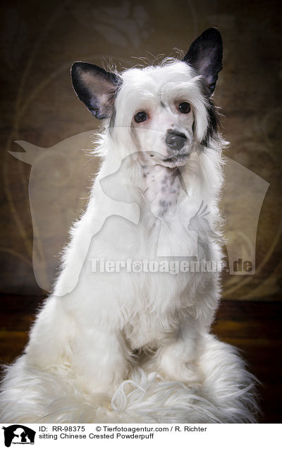 sitting Chinese Crested Powderpuff / RR-98375