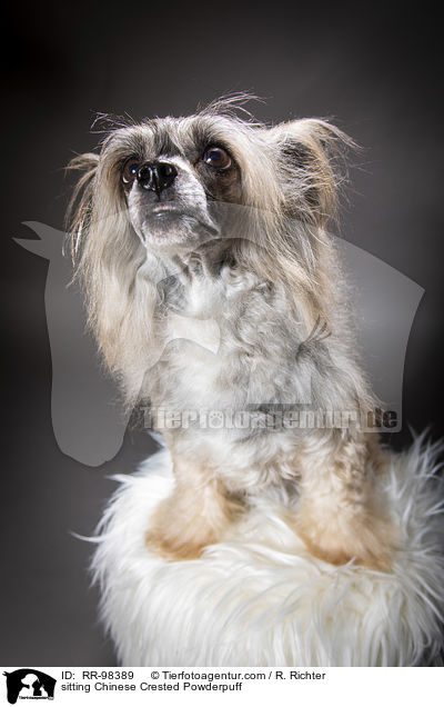 sitting Chinese Crested Powderpuff / RR-98389