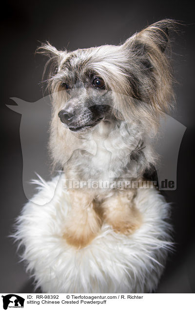 sitting Chinese Crested Powderpuff / RR-98392