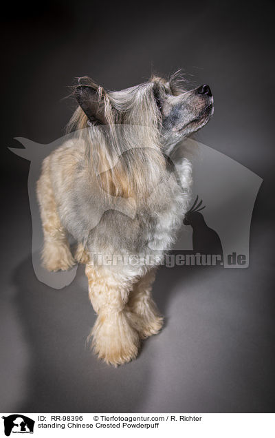 standing Chinese Crested Powderpuff / RR-98396