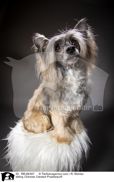 sitting Chinese Crested Powderpuff / RR-98397
