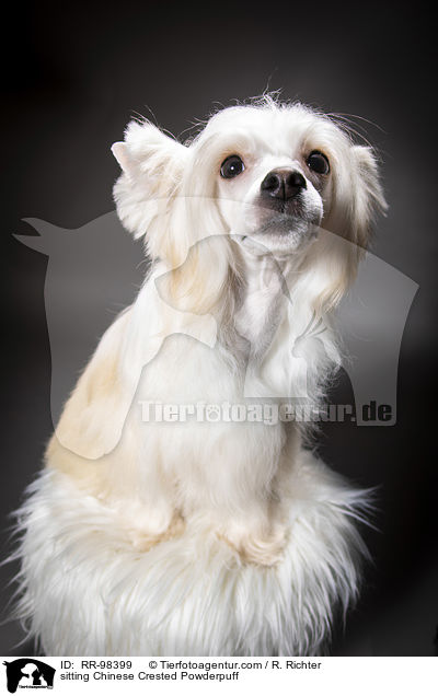 sitting Chinese Crested Powderpuff / RR-98399