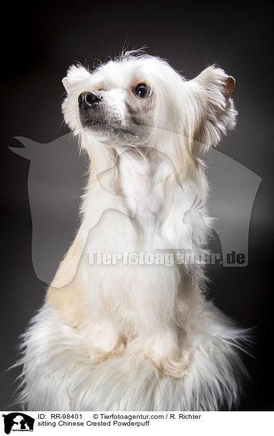 sitting Chinese Crested Powderpuff / RR-98401