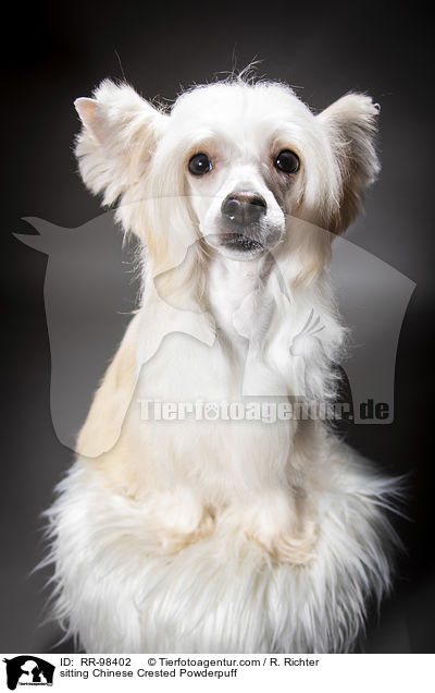 sitting Chinese Crested Powderpuff / RR-98402
