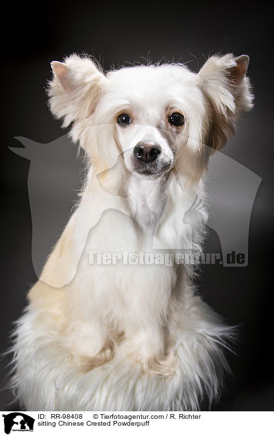 sitting Chinese Crested Powderpuff / RR-98408