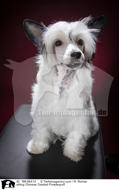sitting Chinese Crested Powderpuff / RR-98412