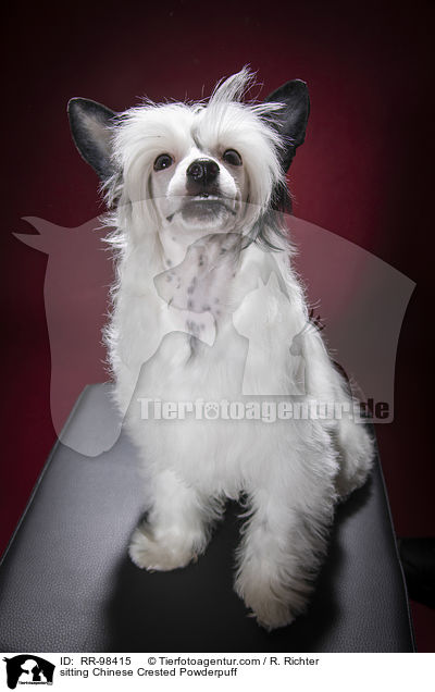 sitting Chinese Crested Powderpuff / RR-98415