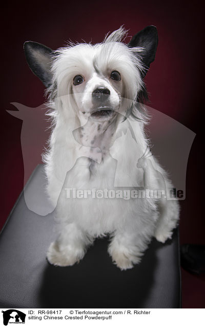 sitting Chinese Crested Powderpuff / RR-98417