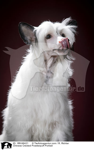 Chinesischer Schopfhund Powderpuff Portrait / Chinese Crested Powderpuff Portrait / RR-98421