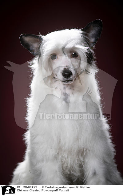 Chinese Crested Powderpuff Portrait / RR-98422