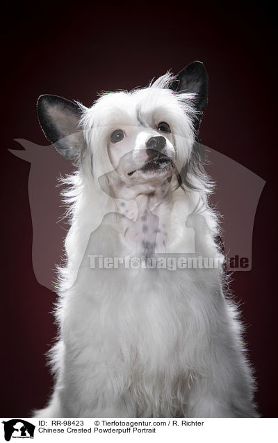 Chinese Crested Powderpuff Portrait / RR-98423