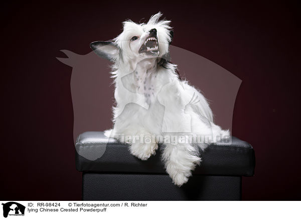 lying Chinese Crested Powderpuff / RR-98424