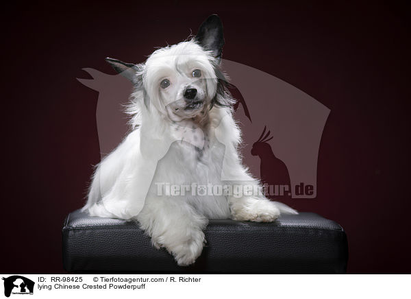 lying Chinese Crested Powderpuff / RR-98425