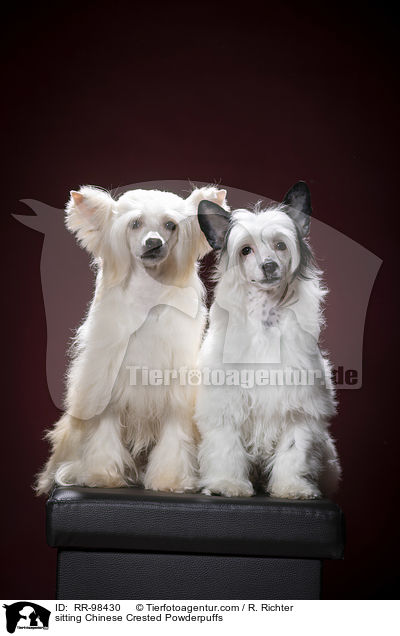 sitting Chinese Crested Powderpuffs / RR-98430