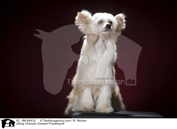 sitzender Chinesischer Schopfhund Powderpuff / sitting Chinese Crested Powderpuff / RR-98432