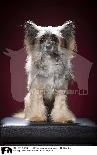 sitting Chinese Crested Powderpuff / RR-98433