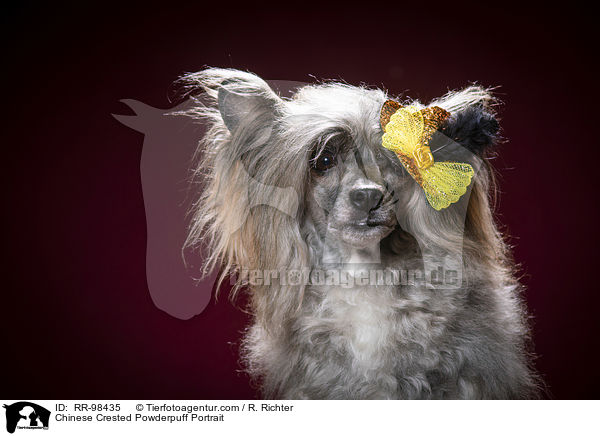 Chinesischer Schopfhund Powderpuff Portrait / Chinese Crested Powderpuff Portrait / RR-98435