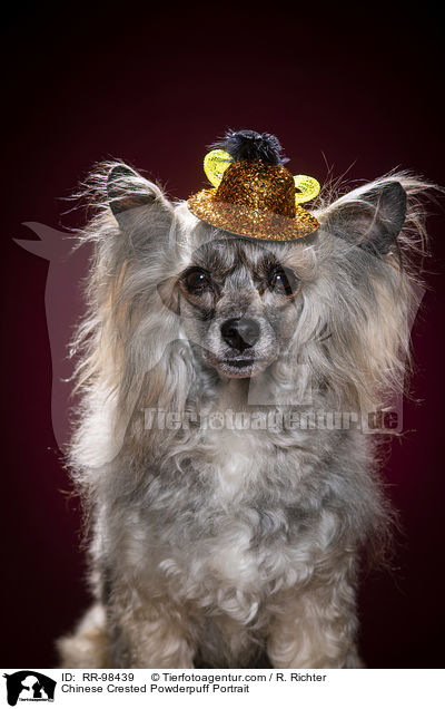 Chinese Crested Powderpuff Portrait / RR-98439