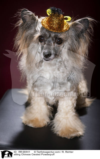 sitting Chinese Crested Powderpuff / RR-98441