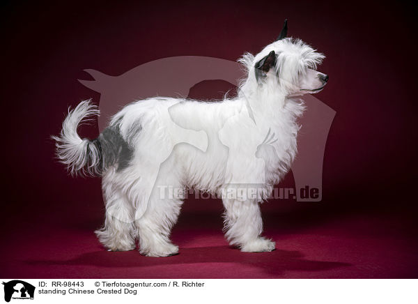 standing Chinese Crested Dog / RR-98443