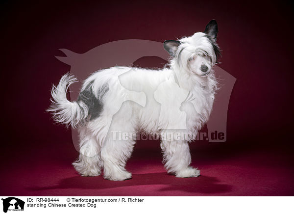 stehender Chinesischer Schopfhund / standing Chinese Crested Dog / RR-98444