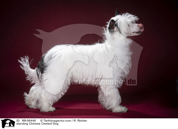 standing Chinese Crested Dog / RR-98446
