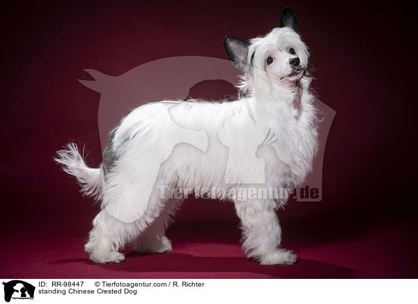 standing Chinese Crested Dog / RR-98447