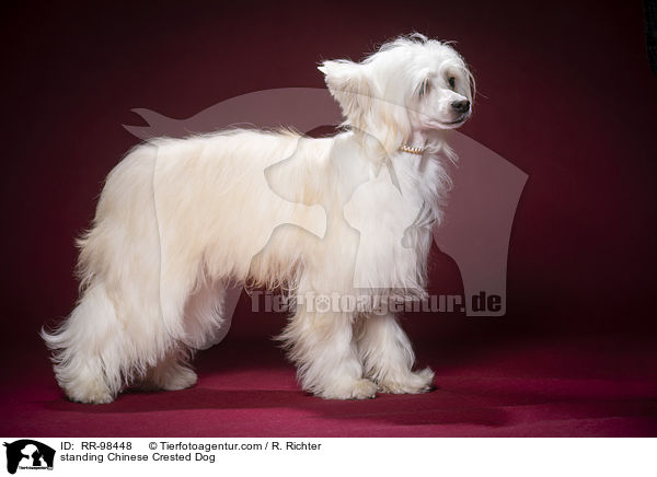 stehender Chinesischer Schopfhund / standing Chinese Crested Dog / RR-98448