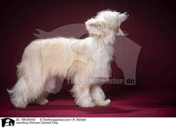 stehender Chinesischer Schopfhund / standing Chinese Crested Dog / RR-98449