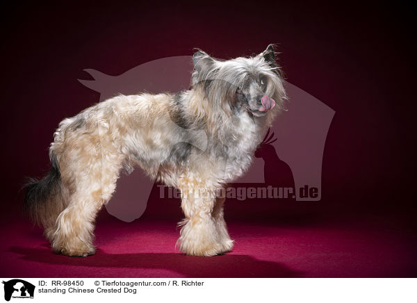 stehender Chinesischer Schopfhund / standing Chinese Crested Dog / RR-98450