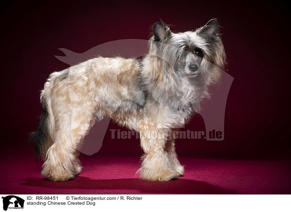 stehender Chinesischer Schopfhund / standing Chinese Crested Dog / RR-98451