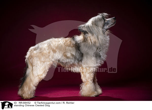 stehender Chinesischer Schopfhund / standing Chinese Crested Dog / RR-98452