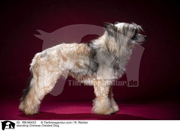 stehender Chinesischer Schopfhund / standing Chinese Crested Dog / RR-98453