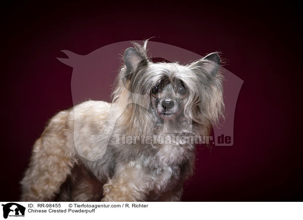 Chinese Crested Powderpuff / RR-98455
