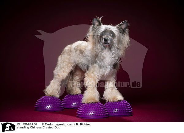 standing Chinese Crested Dog / RR-98456