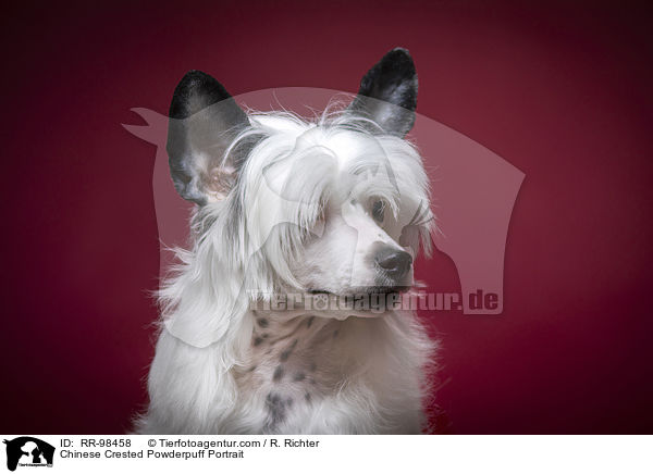 Chinesischer Schopfhund Powderpuff Portrait / Chinese Crested Powderpuff Portrait / RR-98458