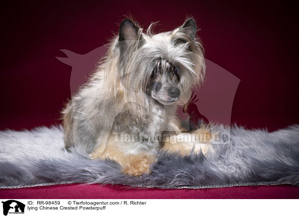 lying Chinese Crested Powderpuff / RR-98459