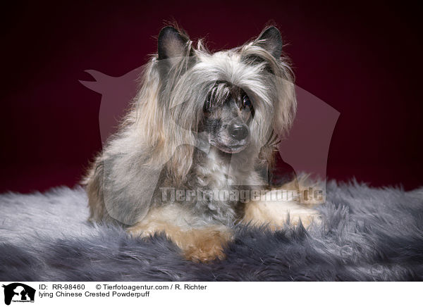 liegender Chinesischer Schopfhund Powderpuff / lying Chinese Crested Powderpuff / RR-98460