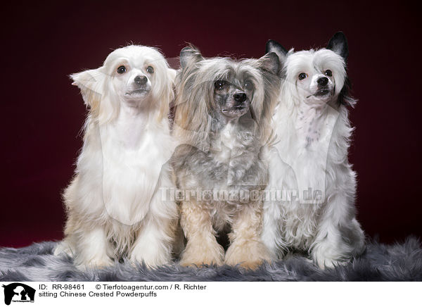 sitting Chinese Crested Powderpuffs / RR-98461