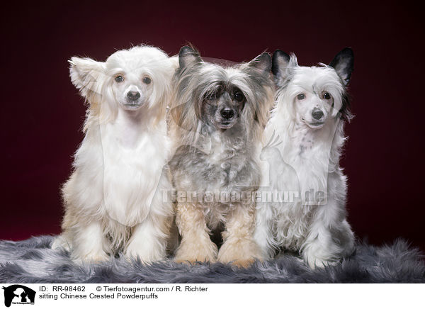 sitting Chinese Crested Powderpuffs / RR-98462