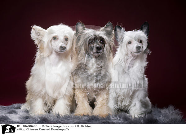 sitting Chinese Crested Powderpuffs / RR-98463