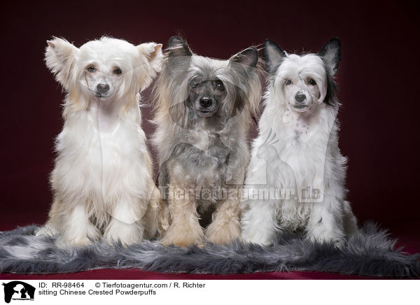 sitting Chinese Crested Powderpuffs / RR-98464