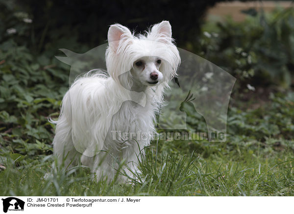 Chinese Crested Powderpuff / JM-01701